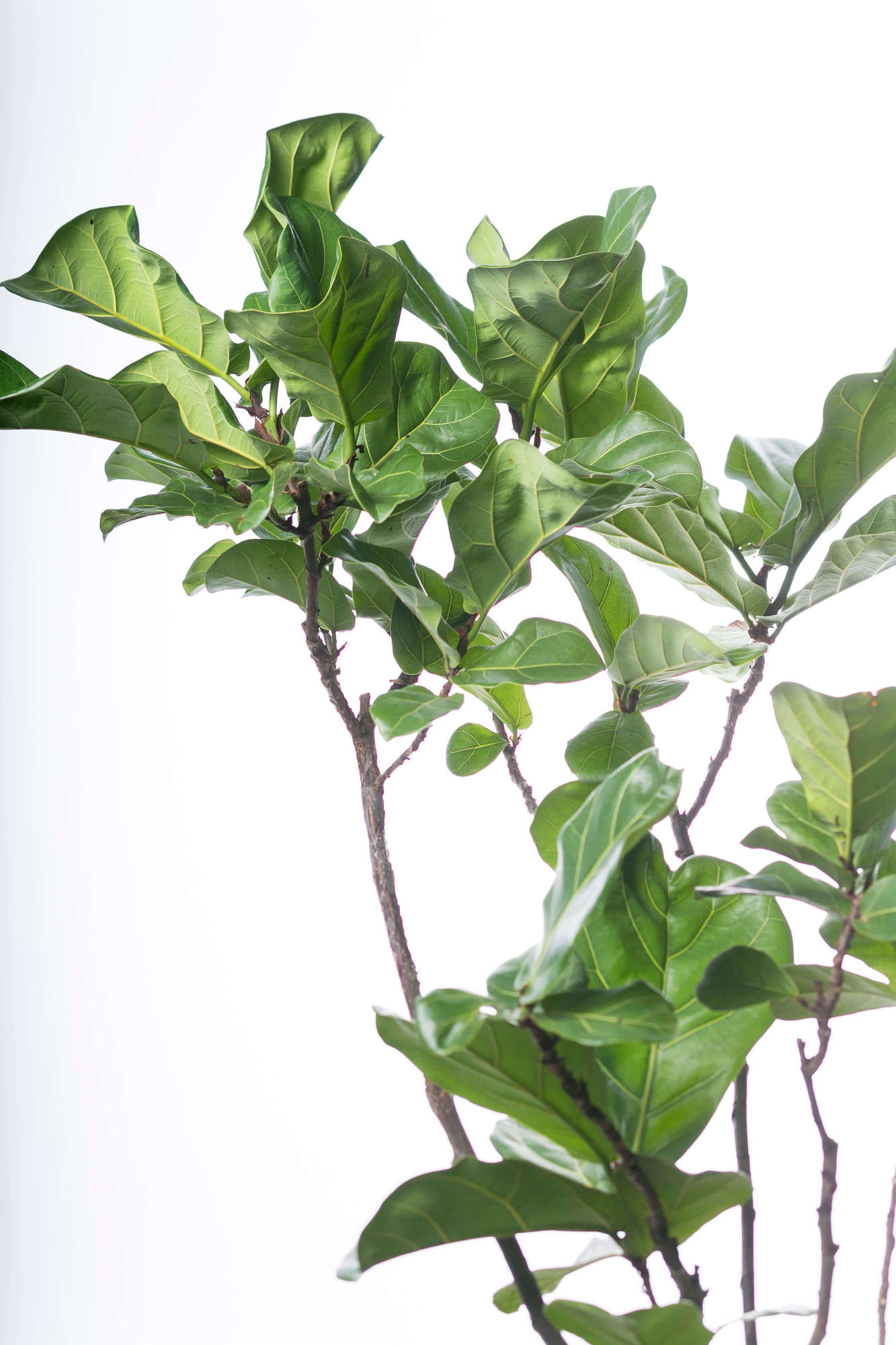 カシワバゴムノキ（フィカス・リラータ） 観葉植物 | 愛知県名古屋市外