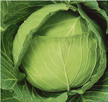 マッハ[玉葱] - e-種や｜国内最大級の野菜種・花種・苗・農業資材の販売店