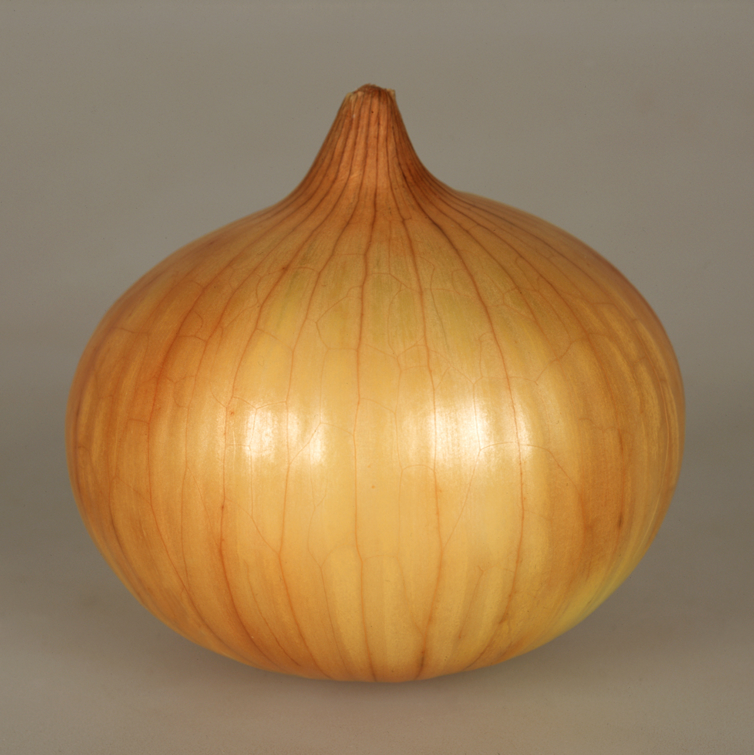 浜笑[玉葱] - e-種や｜国内最大級の野菜種・花種・苗・農業資材の販売店