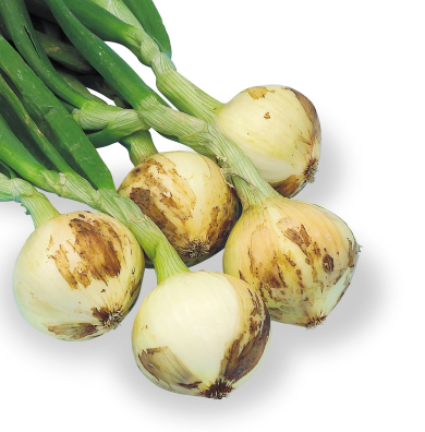 サクラエクスプレス2[玉葱] - e-種や｜国内最大級の野菜種・花種・苗