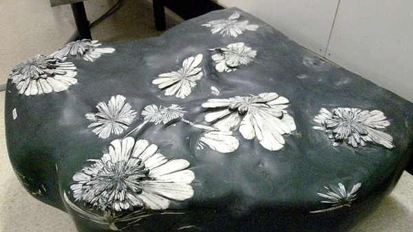 つやま自然のふしぎ館【化石編】 - 津山瓦版