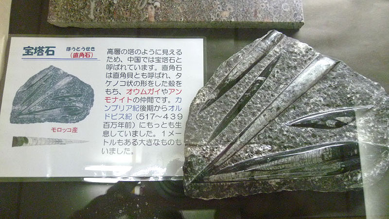 つやま自然のふしぎ館【化石編】 - 津山瓦版