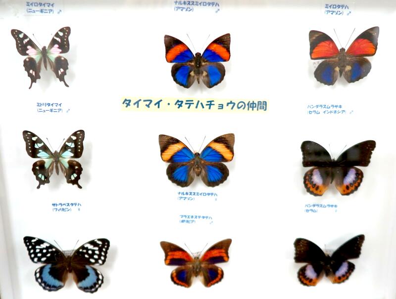 世界の珍蝶・希少蝶（つやま自然のふしぎ館） - 津山瓦版