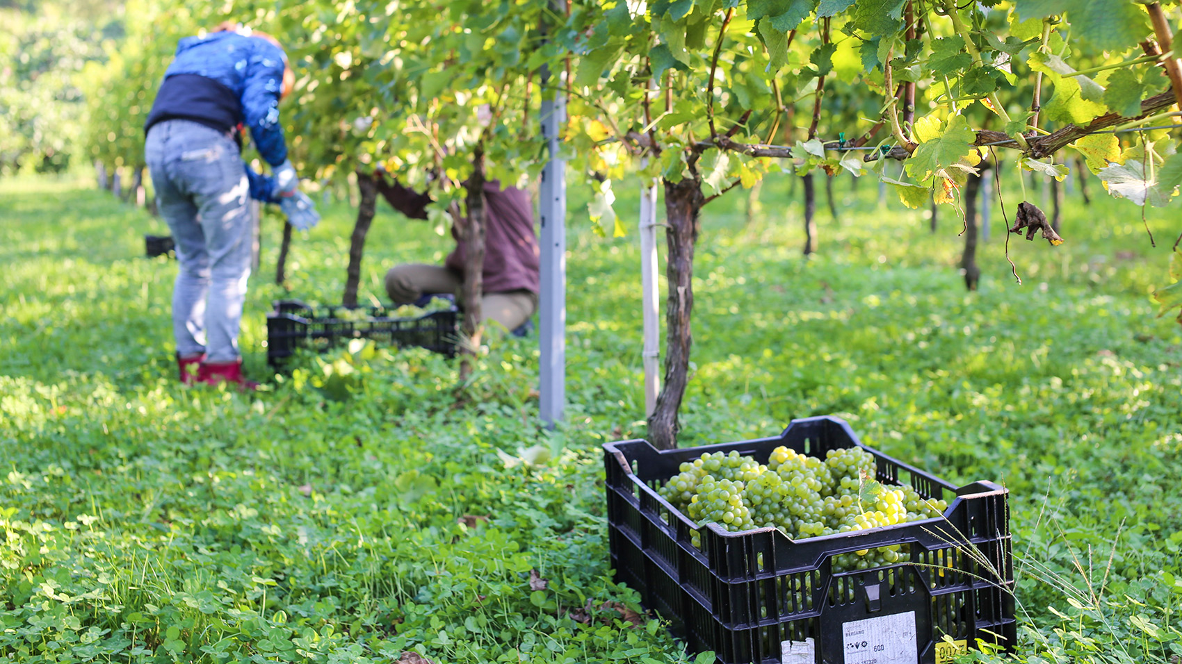 富山県氷見市のワイナリー SAYS FARM（セイズファーム）のワインを赤