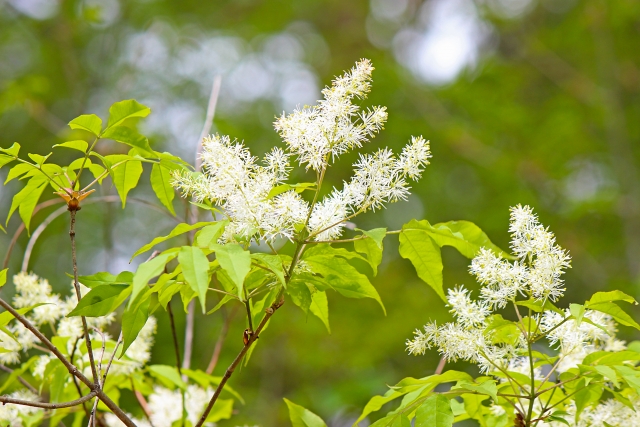 園芸の豆知識：アオダモ | 新和造園株式会社