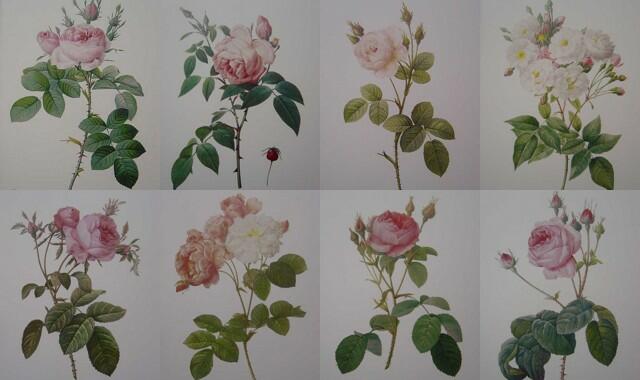 ルドゥーテの薔薇（ルドゥーテローズ）のボタニカルアート＆薔薇の額絵