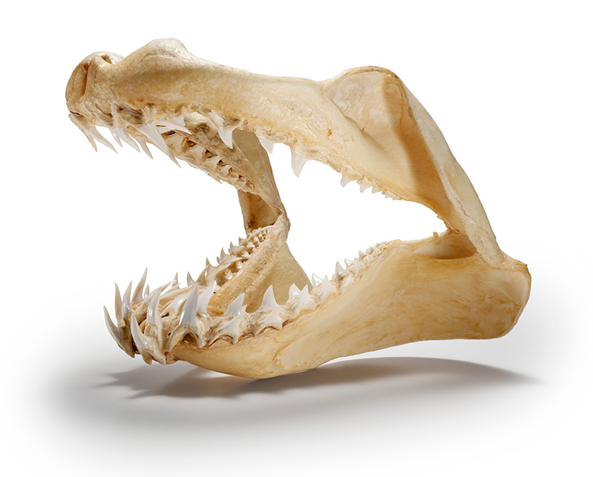 超偏愛な対談連載！「ニッチも フェチも いかない……サメvsカラス対談