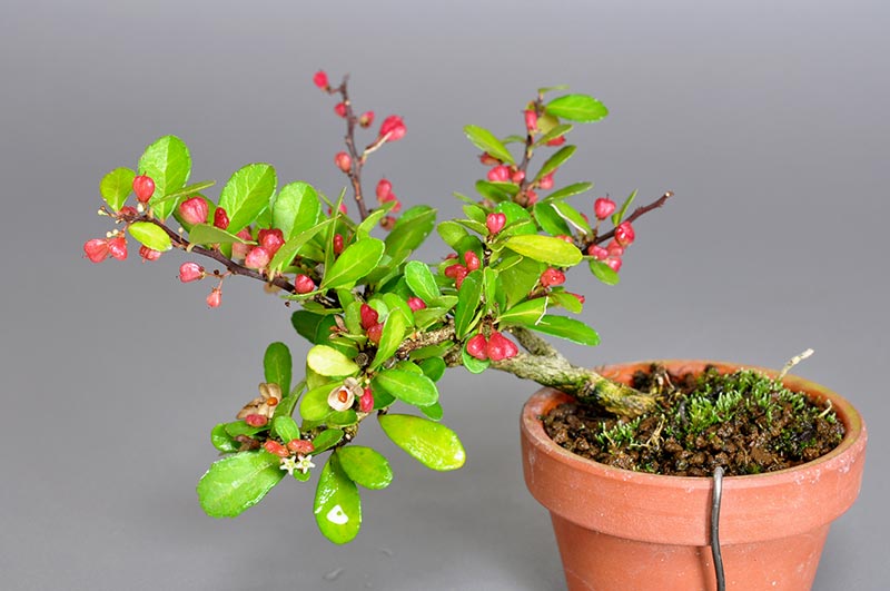 ハリツルマサキI（はりつるまさき・針蔓柾）実もの盆栽の販売と育て方