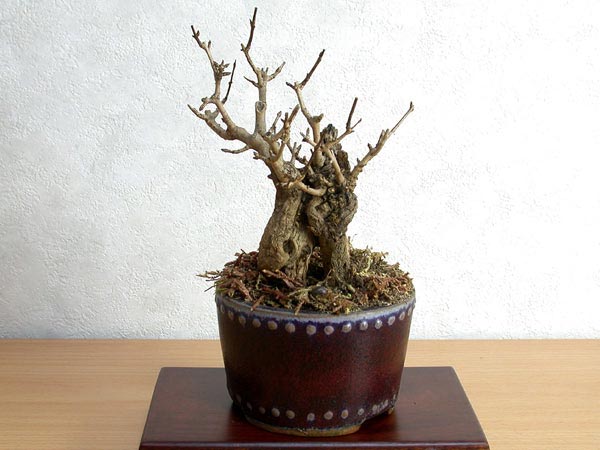 ザクロA-1（ざくろ・柘榴）ミニ盆栽の販売と育て方・作り方