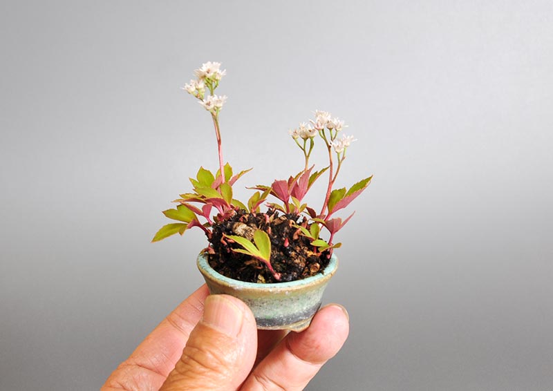 イワヤツデ（いわやつで・岩八手）タンチョウソウ｜草もの盆栽の販売と
