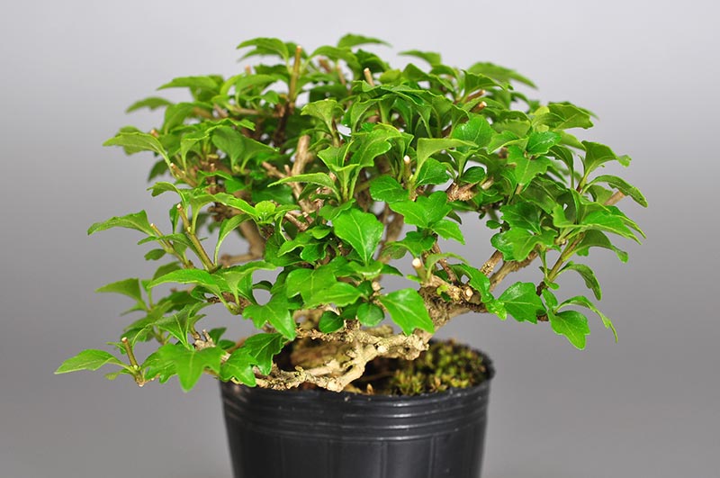 ニオイカエデ-V1（においかえで・匂い楓）雑木盆栽の販売と育て方・作り方