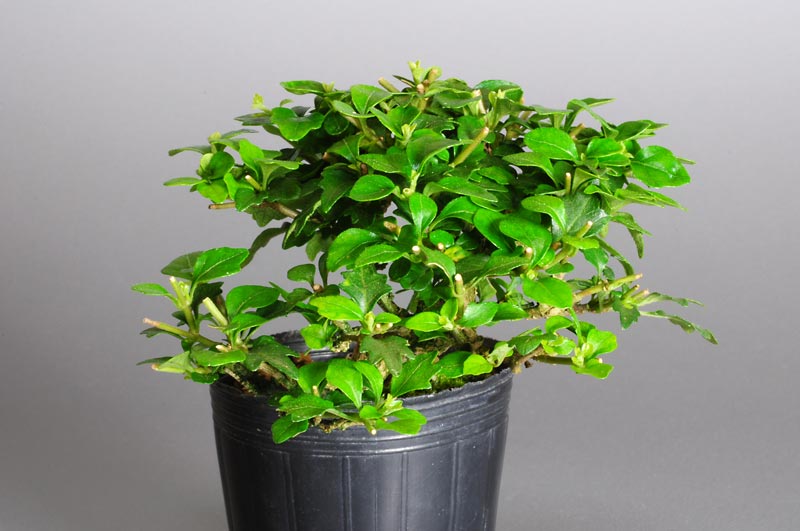 ニオイカエデ-J1（においかえで・匂い楓）雑木盆栽の販売と育て方・作り方