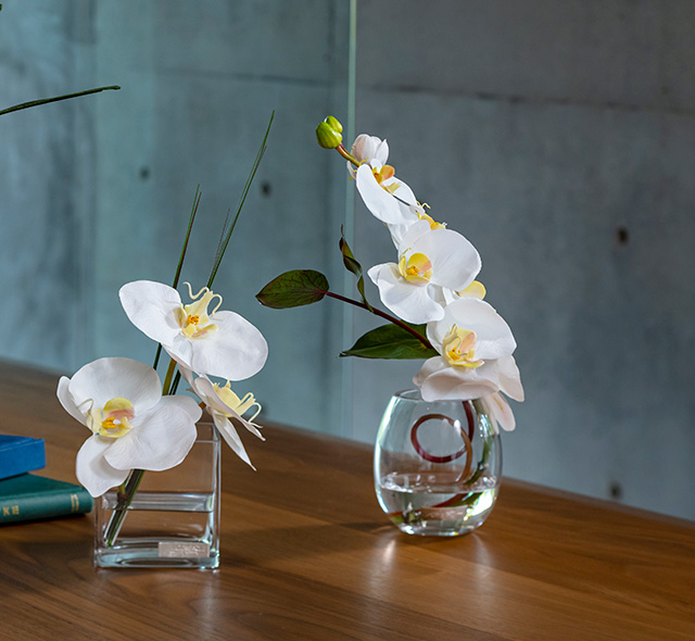 ファレノプシスS-a 高品質 ギフト プレゼント お祝い アーティ