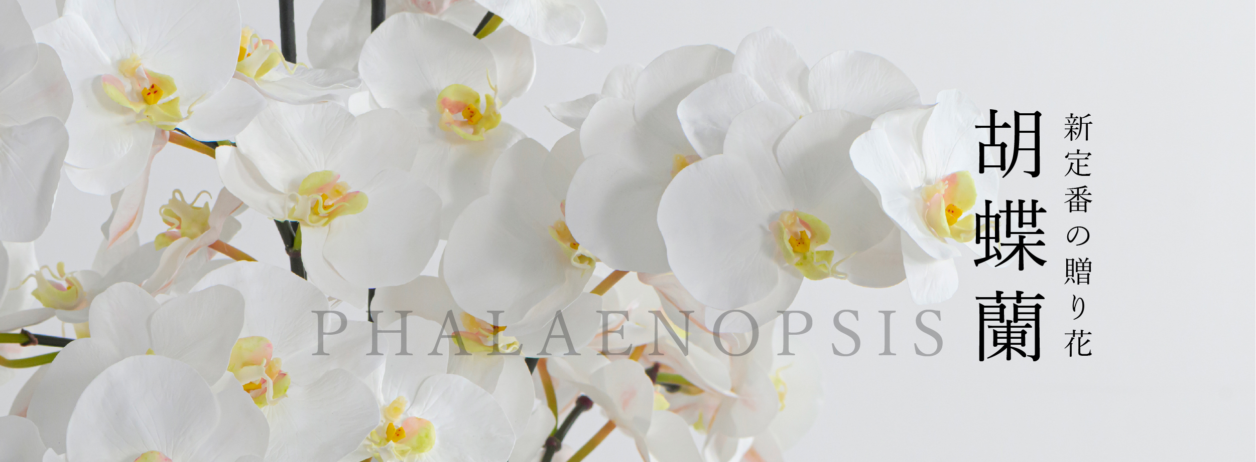 エミリオ・ロバ(EMILIO ROBBA)公式オンラインストア ｜アートフラワー