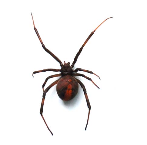 つくばみらい市内でセアカゴケグモ(メスは有毒)が発見されました