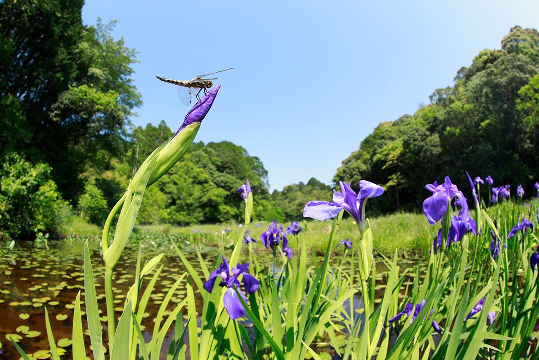 四万十市トンボ自然公園（トンボ王国）| ecojin（エコジン）：環境省