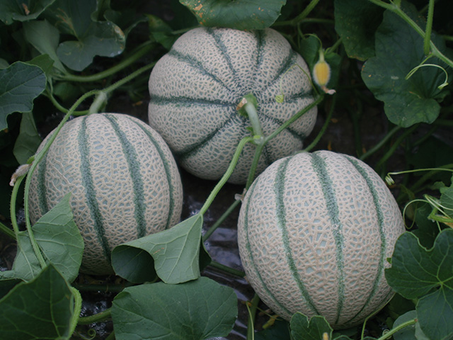 Melon Italian netted cantaloupe Tirreno F1