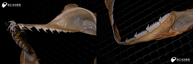 実物に見て、触って分かること パート2 | えのすいトリーター日誌 | 新