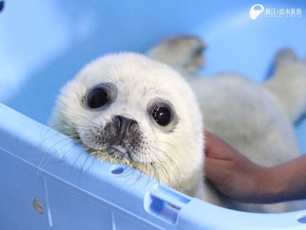 えのすい初！ ゴマフアザラシの赤ちゃん誕生！！ | えのすいトリーター