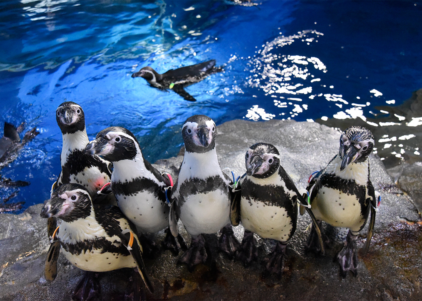 ペンギン・アザラシ | 展示 | 新江ノ島水族館