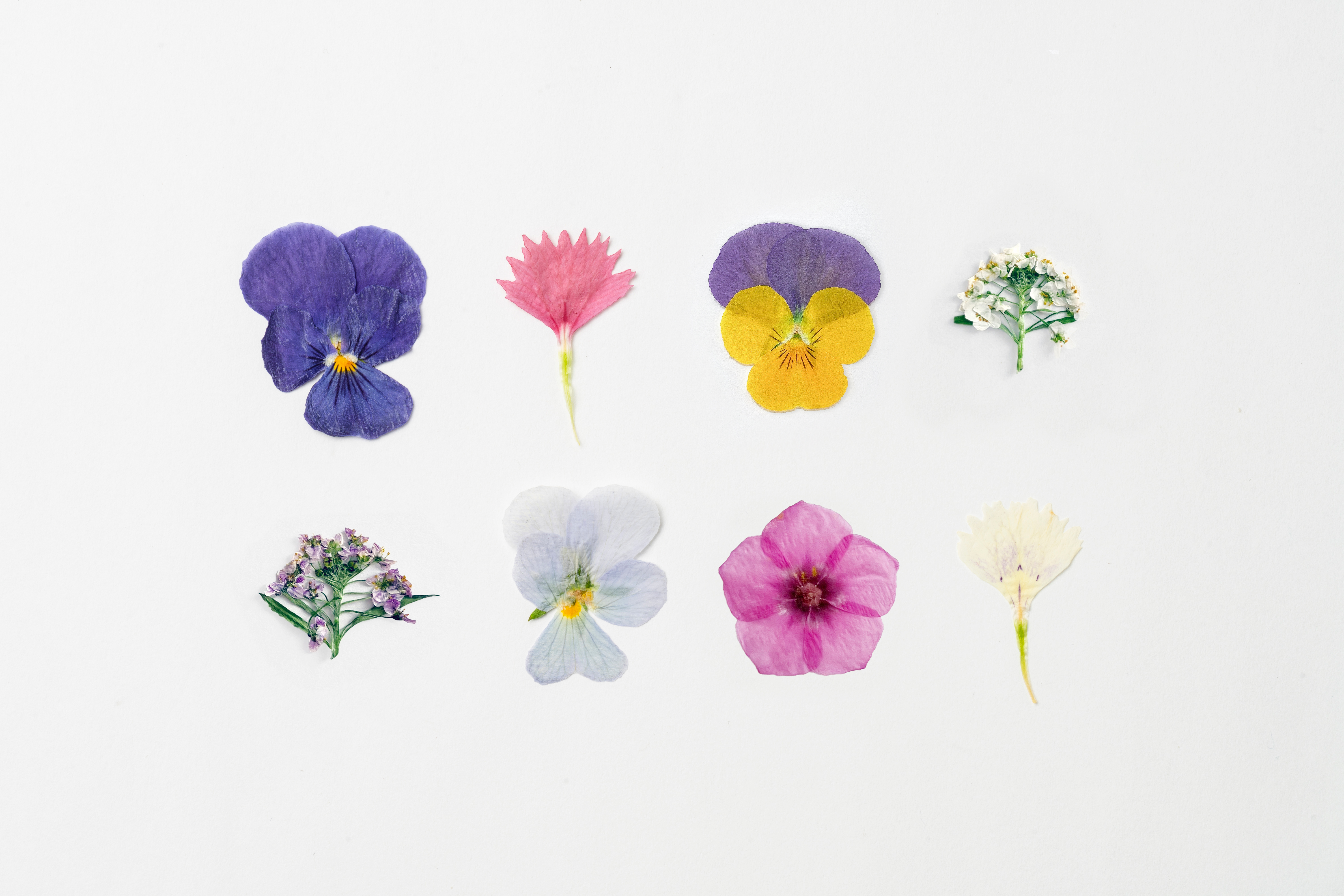 押し花MIX/エディブルフラワー / EatHana