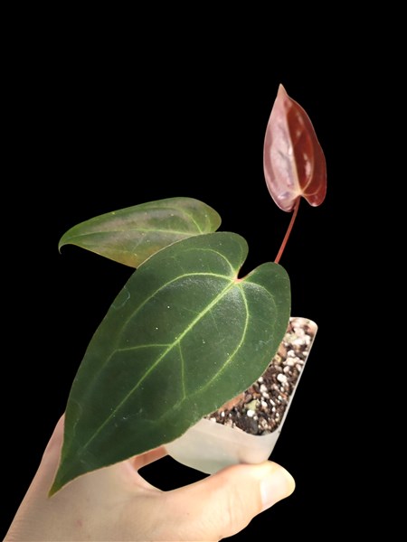 Eastern Tropicals - Anthurium papillilaminum Red Stem x besseae