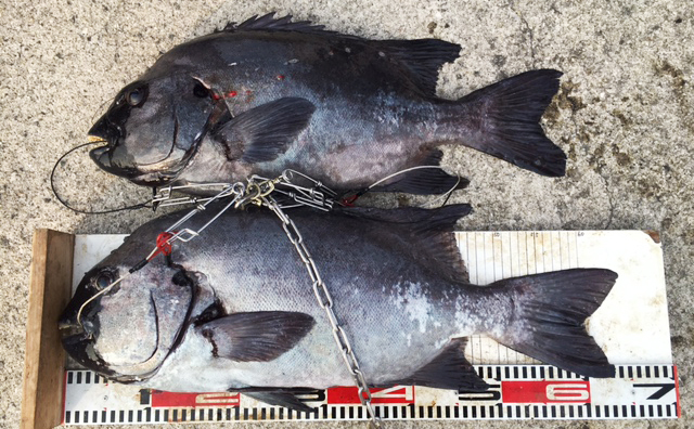 石鯛60センチオーバー（1/31） - えびす丸 - 五島列島（宇久島）古志岐