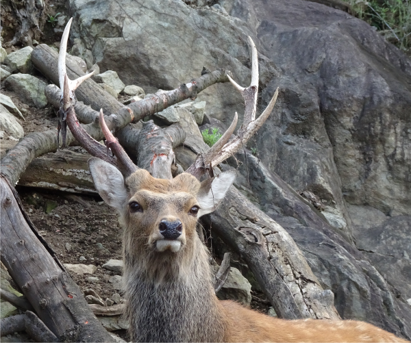 鹿の角 ニホンジカ 3頭 1280px-Cervus_nippon_(male)