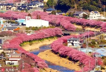 なぎさ公園の河津桜が咲き始めています！蝋梅（ロウバイ）も
