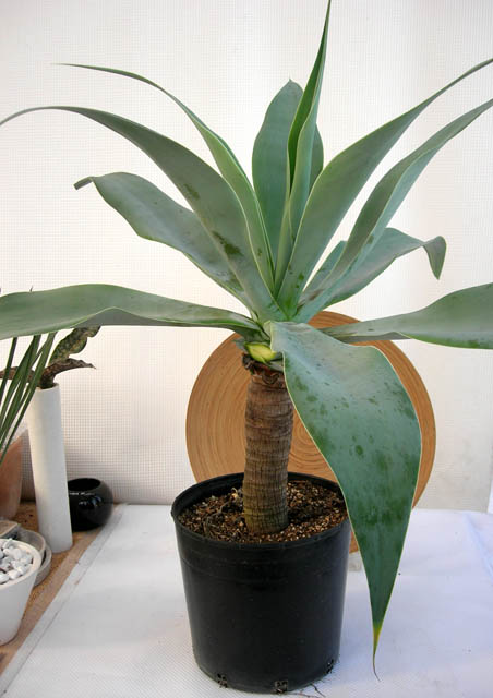 レア物です。アガベアテナータボーチンブルー 特大観葉植物の種類が