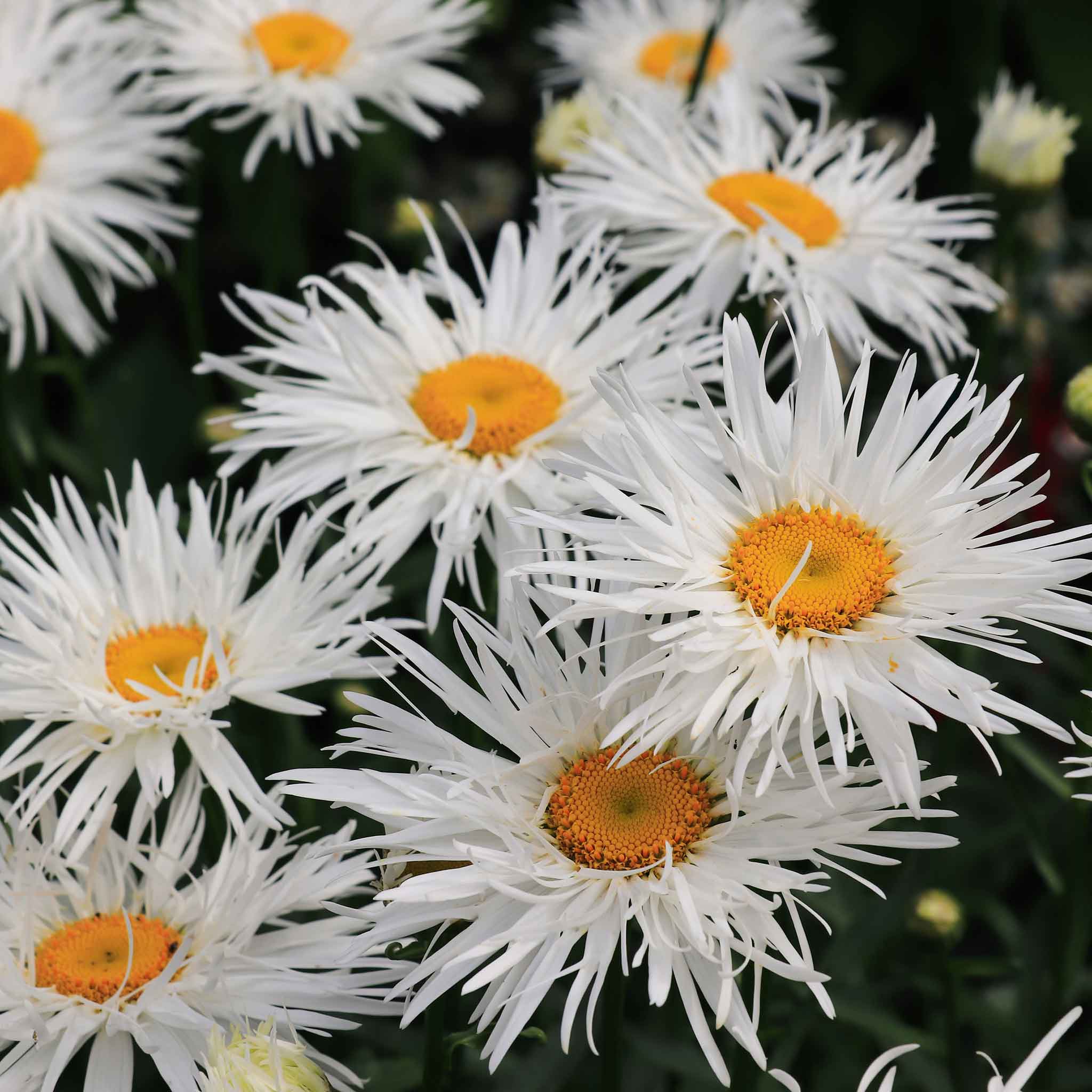 Daisy Seeds - Crazy Daisy | Flower Seeds in Packets & Bulk | Eden
