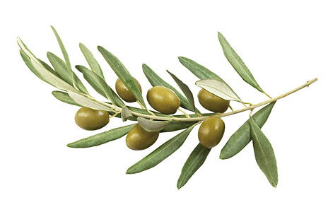 ベータジンセン AO デイクリーム｜商品情報｜株式会社エリナ