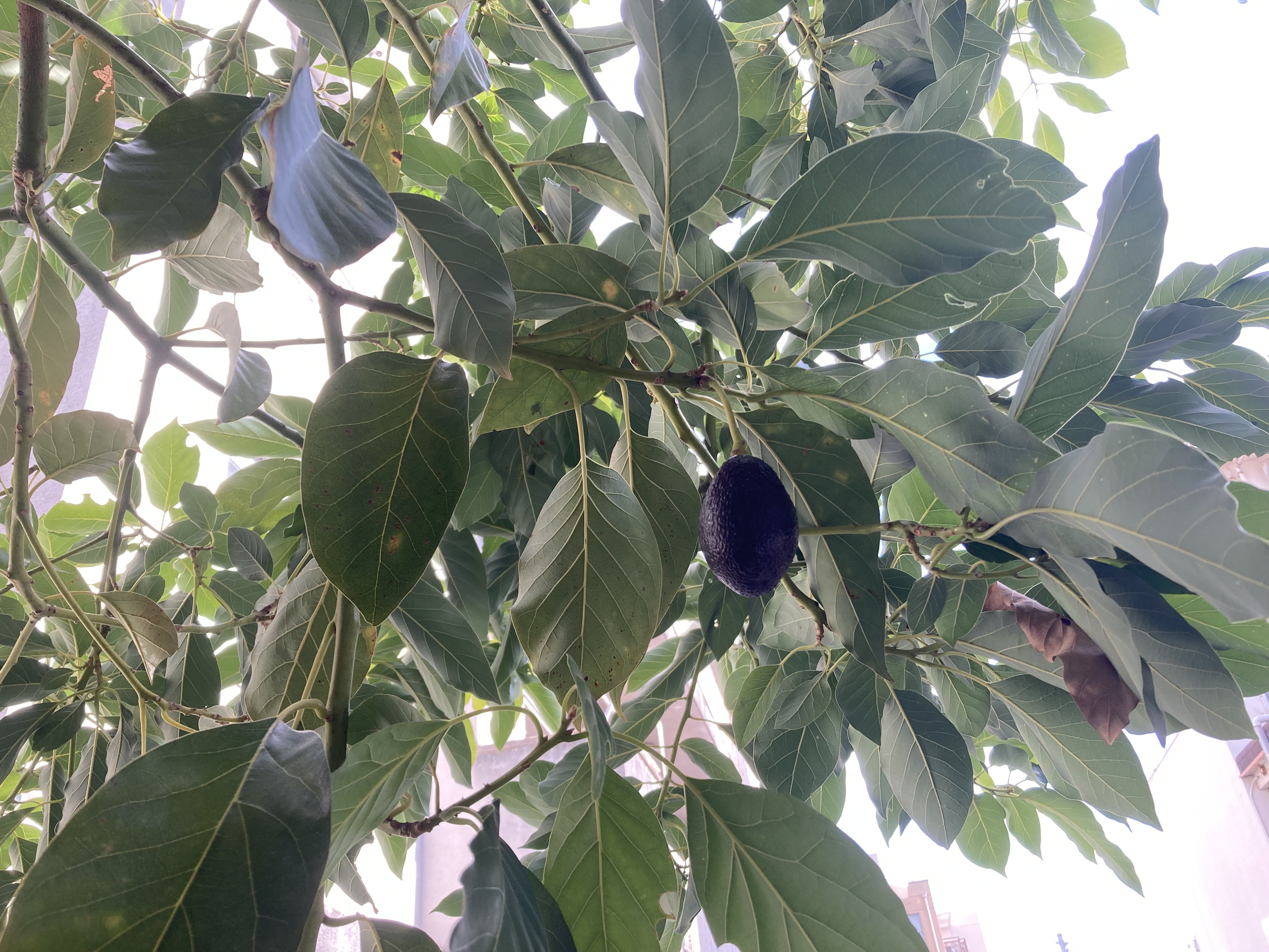 種から育てた「アボカド」 収穫!! | comedor ESTELA（コメドール