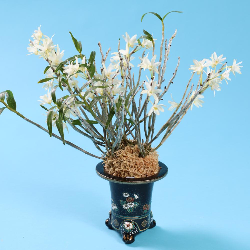 セッコクの育て方｜世界らん展2023 —花と緑の祭典—