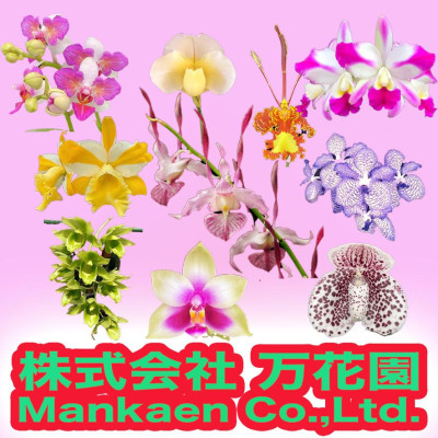 店舗詳細 | 【公式】世界らん展2026 -花と緑の祭典-