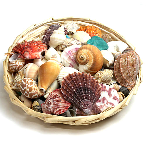 オブジェ 貝殻セット DX || 通販・販売