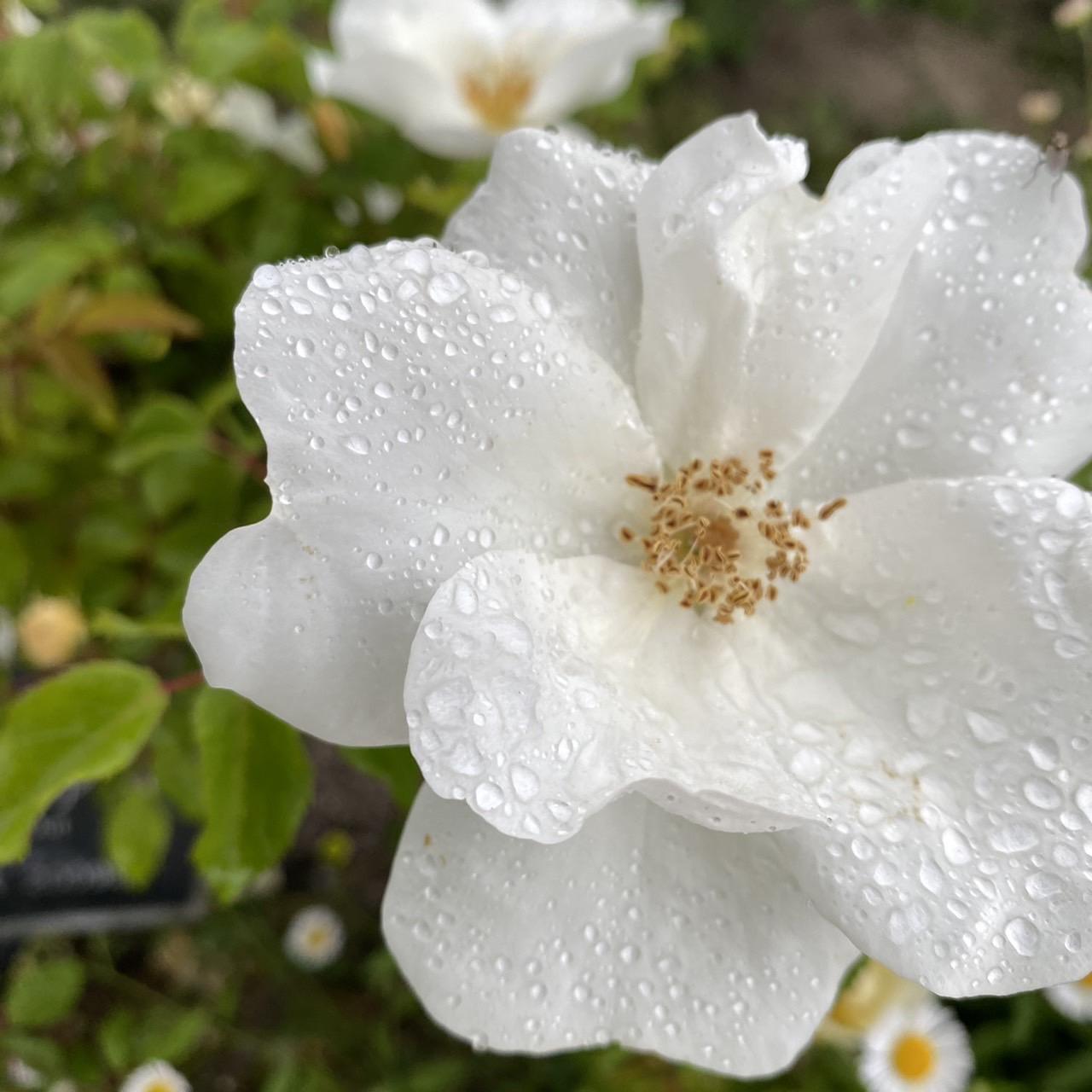 可児市・ぎふワールドローズガーデン 〜カフェ「THE CENTER COURT