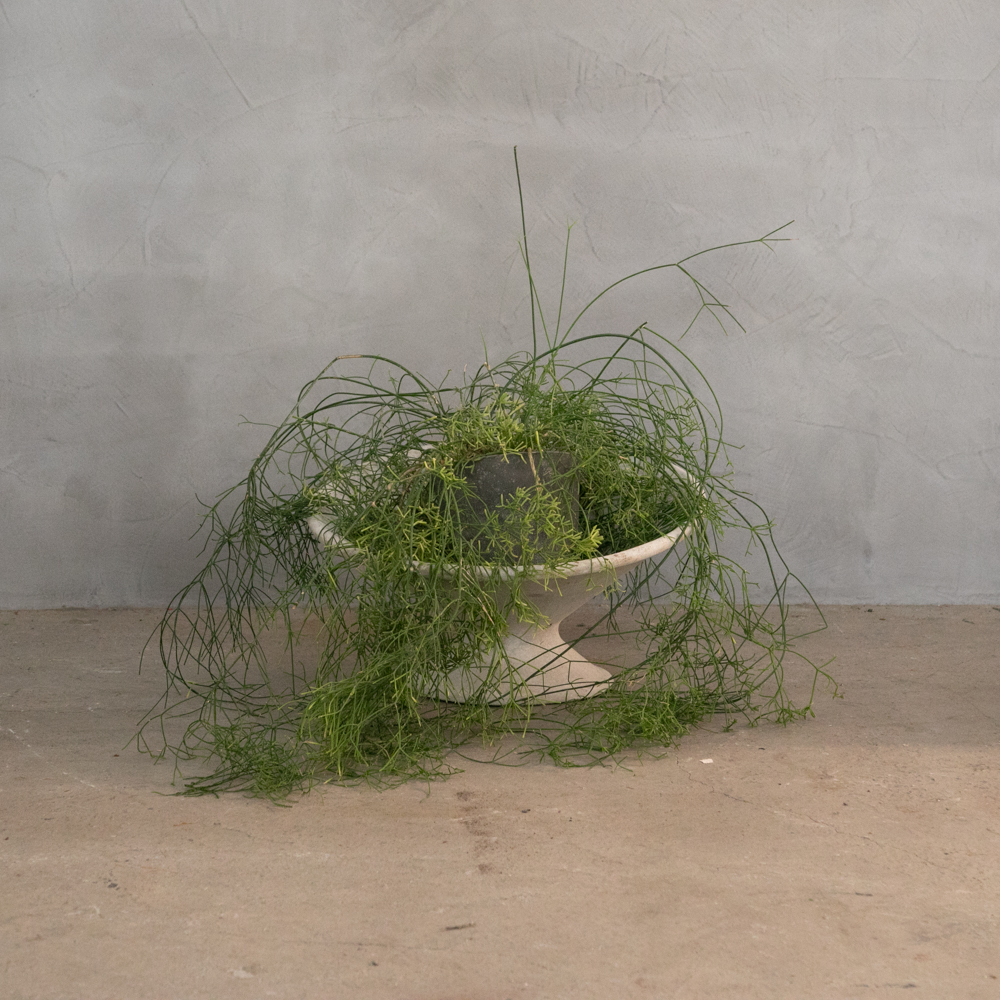 Willy Guhl(ウィリー・グール) ヴィンテージ プランター – フランス