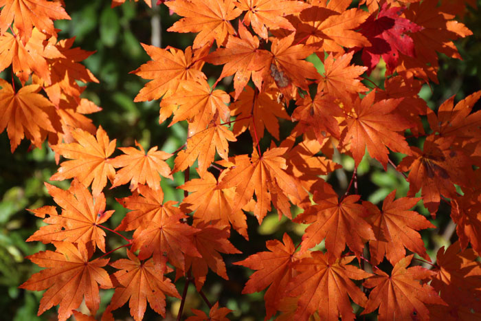 樹木シリーズ⑪ ハウチワカエデ | あきた森づくり活動サポートセンター