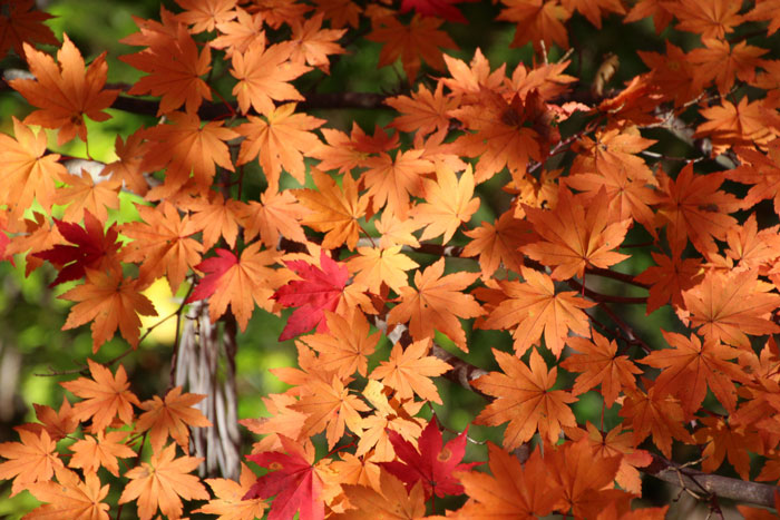 樹木シリーズ⑪ ハウチワカエデ | あきた森づくり活動サポートセンター