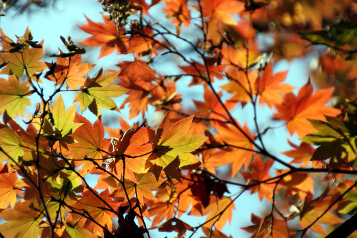 樹木シリーズ⑪ ハウチワカエデ | あきた森づくり活動サポートセンター