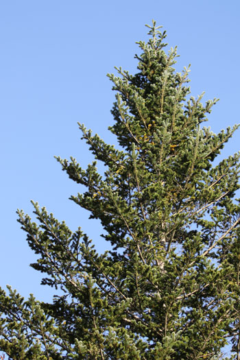 樹木シリーズ120 モ ミ | あきた森づくり活動サポートセンター