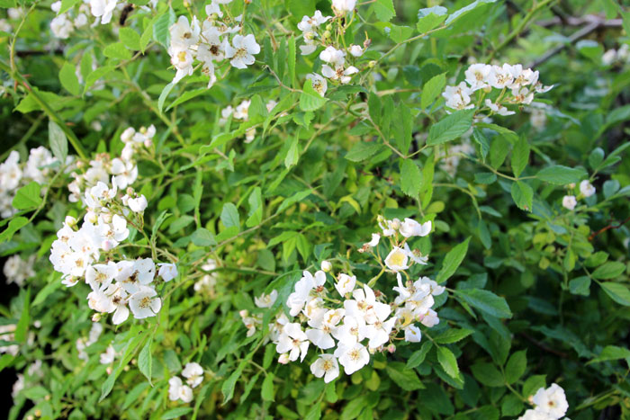 樹木シリーズ180 ノイバラ | あきた森づくり活動サポートセンター