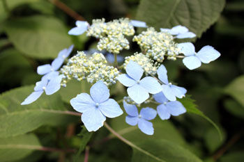 樹木シリーズ36 アジサイ 、ガクアジサイ、ヤマアジサイ | あきた森