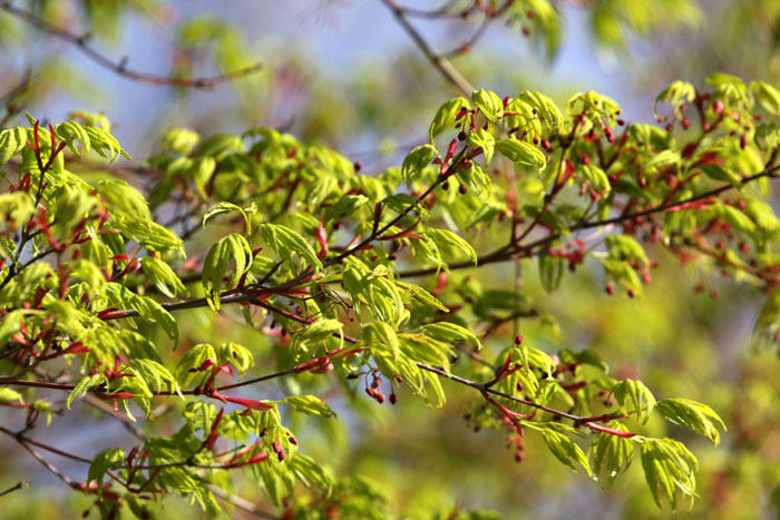 樹木シリーズ22 ヤマモミジ、イロハモミジ、オオモミジ | あきた森