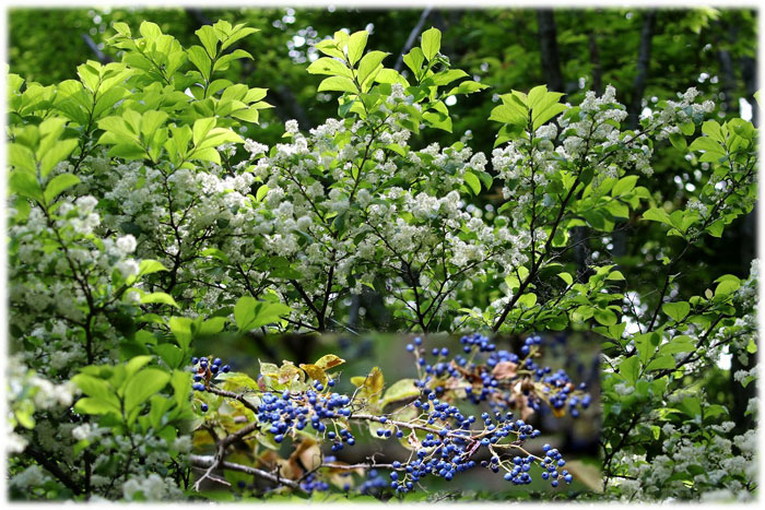 樹木シリーズ41 サワフタギ、ナツハゼ | あきた森づくり活動サポート