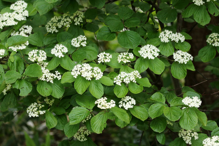 樹木シリーズ45 ガマズミ、ミヤマガマズミ | あきた森づくり活動
