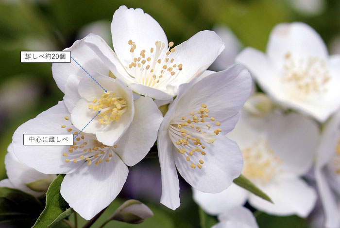 樹木シリーズ47-1 バイカウツギ | あきた森づくり活動サポートセンター