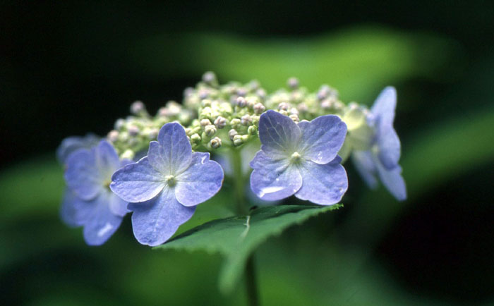 樹木シリーズ90 エゾアジサイ | あきた森づくり活動サポートセンター