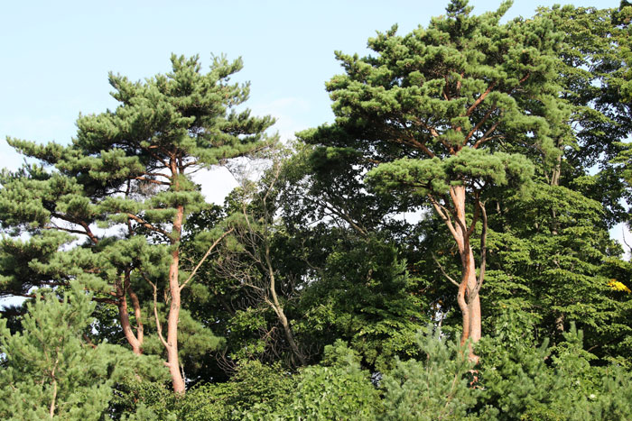 樹木シリーズ30-1 アカマツ | あきた森づくり活動サポートセンター